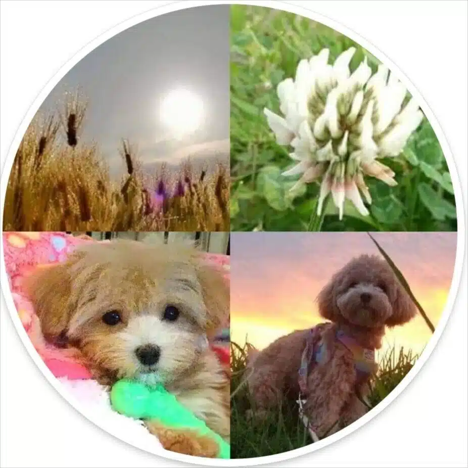 愛犬はマコ