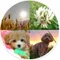愛犬はマコ