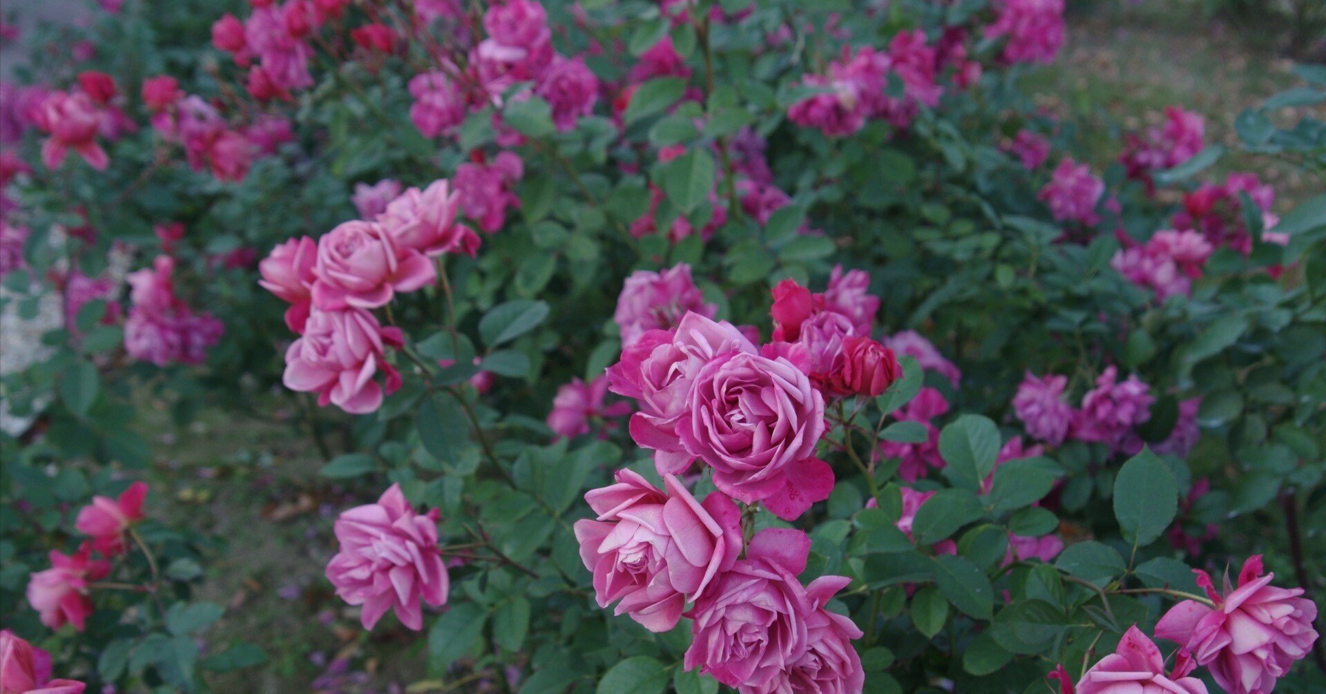 AKB生写真バラ売り コメントください！ Amazon.co.jp: 【池田瑛紗】 公式生写真 乃木坂46 チャンスは平等 封入