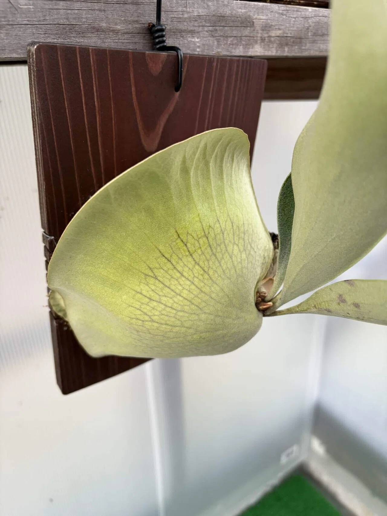 植物】ビカクシダの株分け｜ちょこらーた