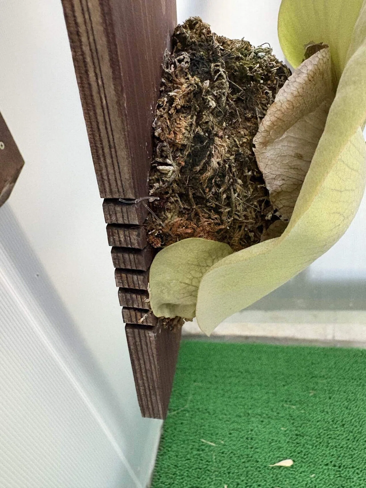 植物】ビカクシダの株分け｜ちょこらーた