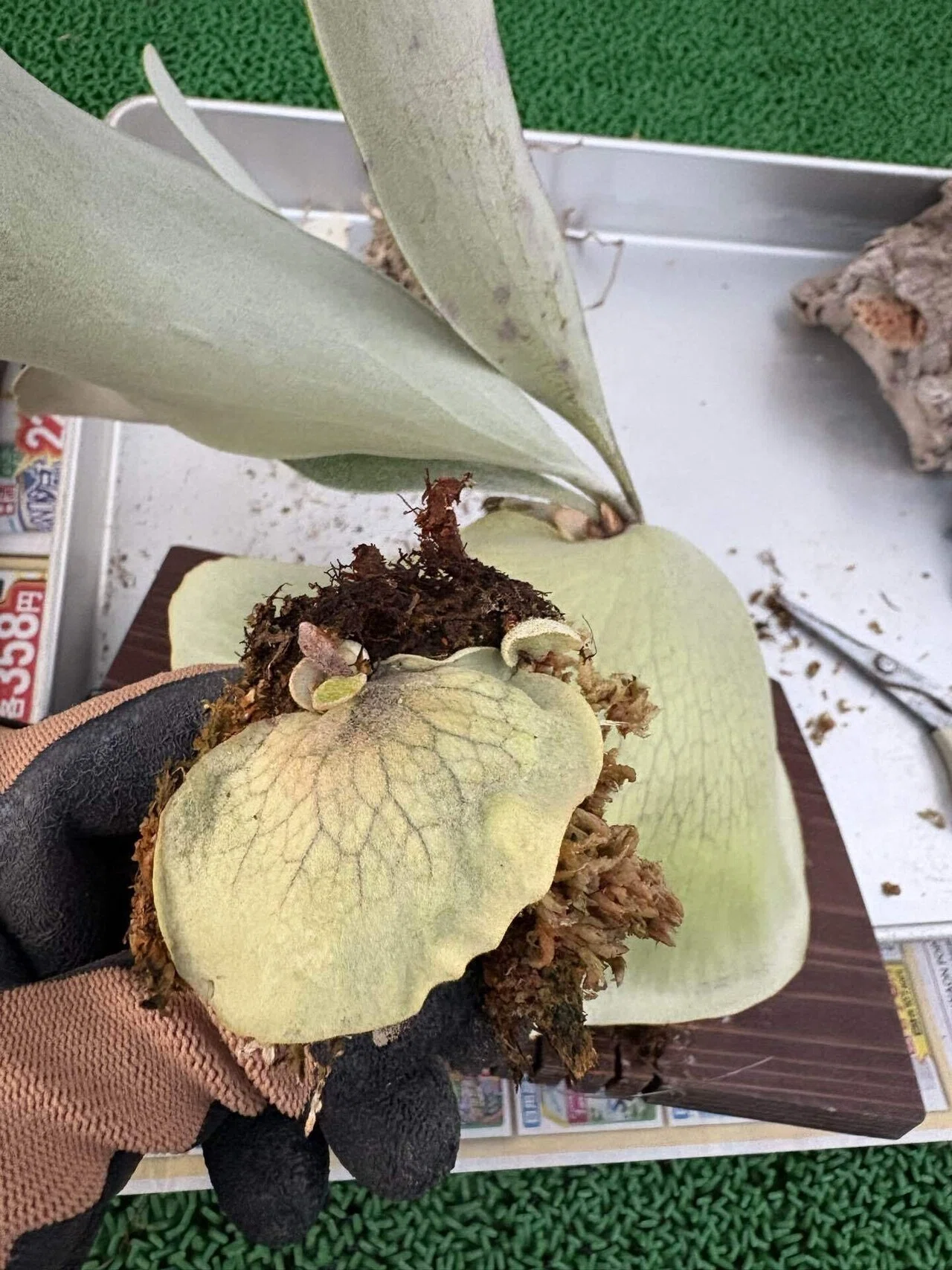 植物】ビカクシダの株分け｜ちょこらーた