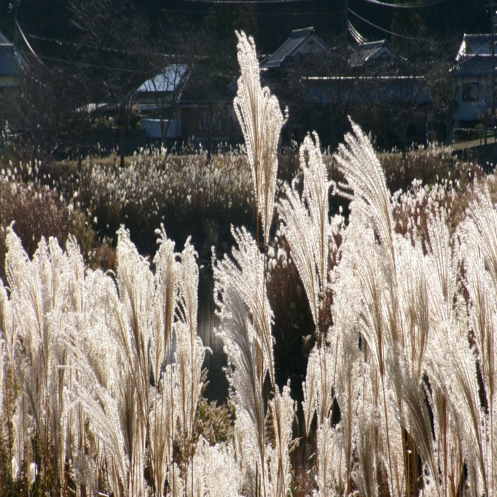 8 Kodak FZ55のこと｜TOSHI