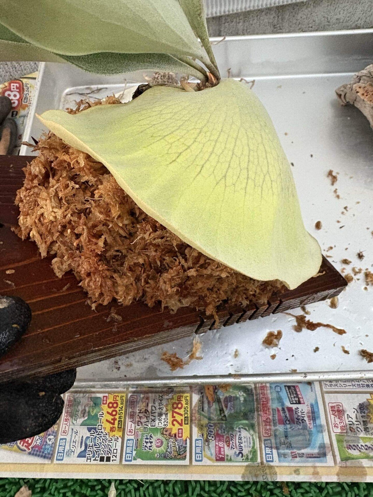 植物】ビカクシダの株分け｜ちょこらーた