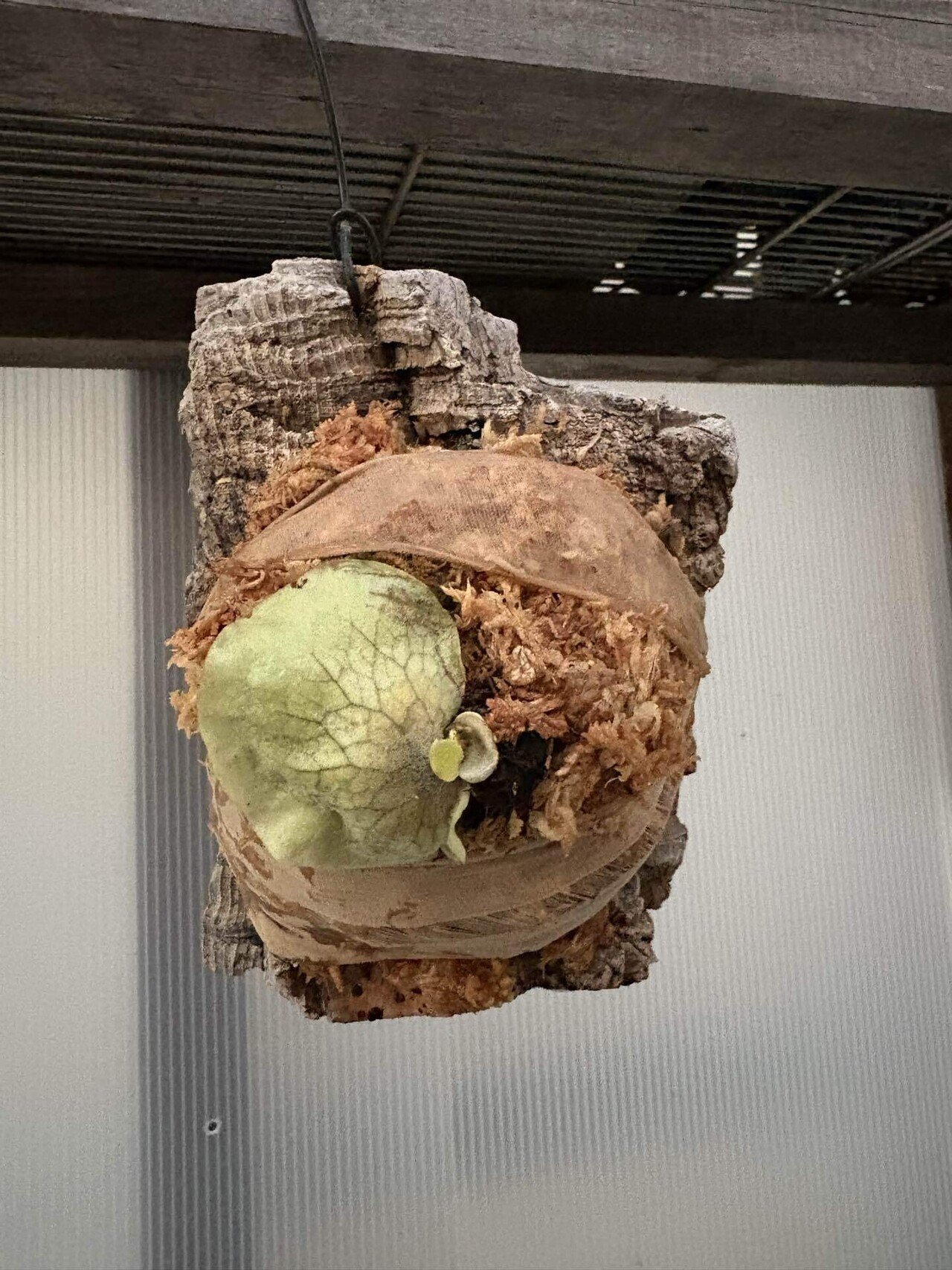 植物】ビカクシダの株分け｜ちょこらーた