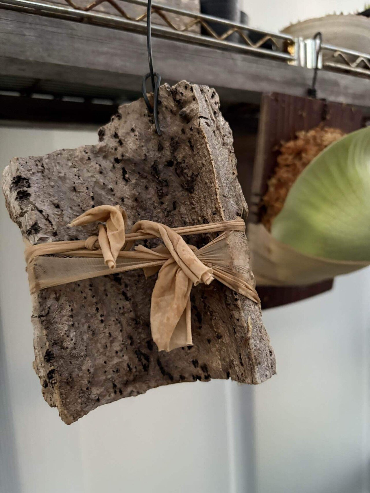 植物】ビカクシダの株分け｜ちょこらーた