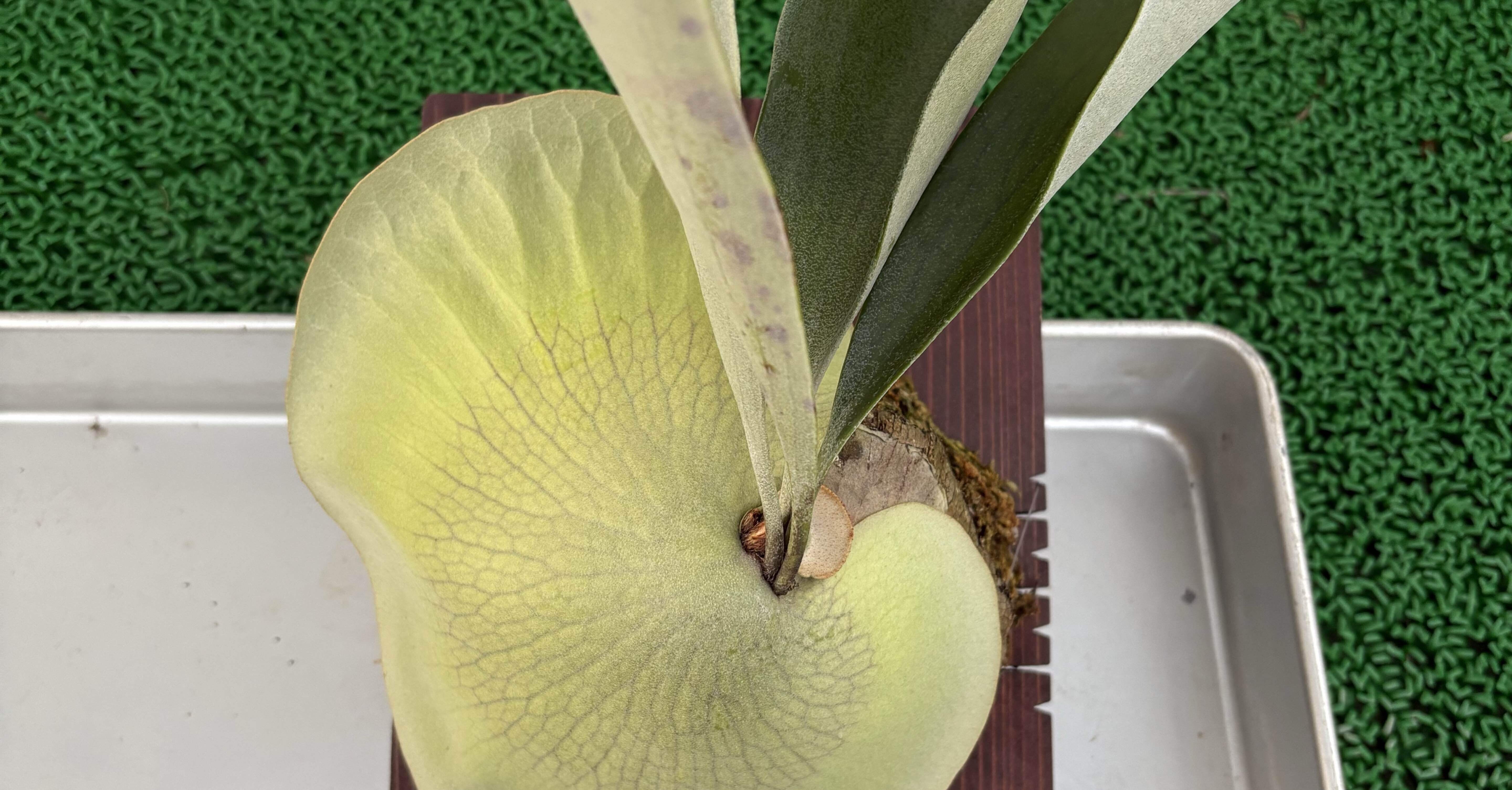 植物】ビカクシダの株分け｜ちょこらーた