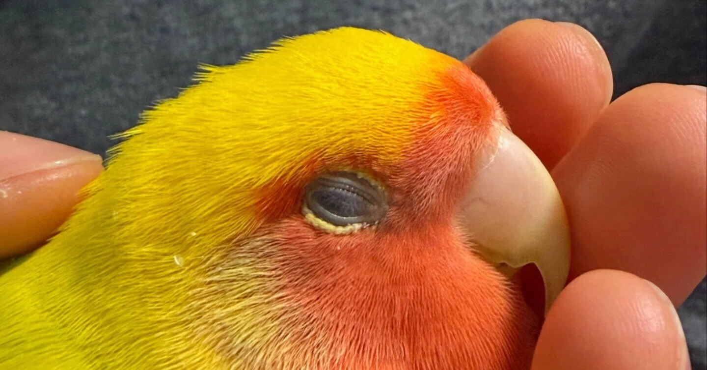 インコのまぶた🦜｜Mihoko Love🦋