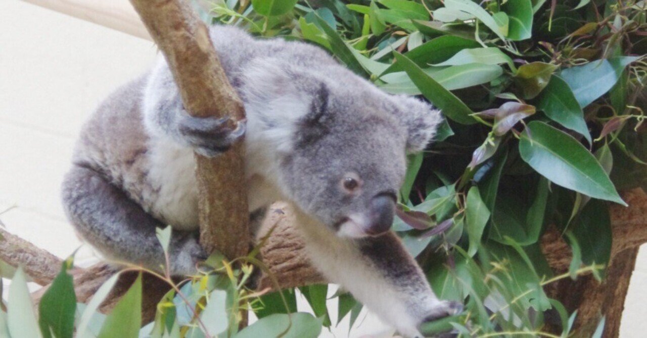 コアラ （ 可愛さを倍増する方法 ）｜トトなどのフォト