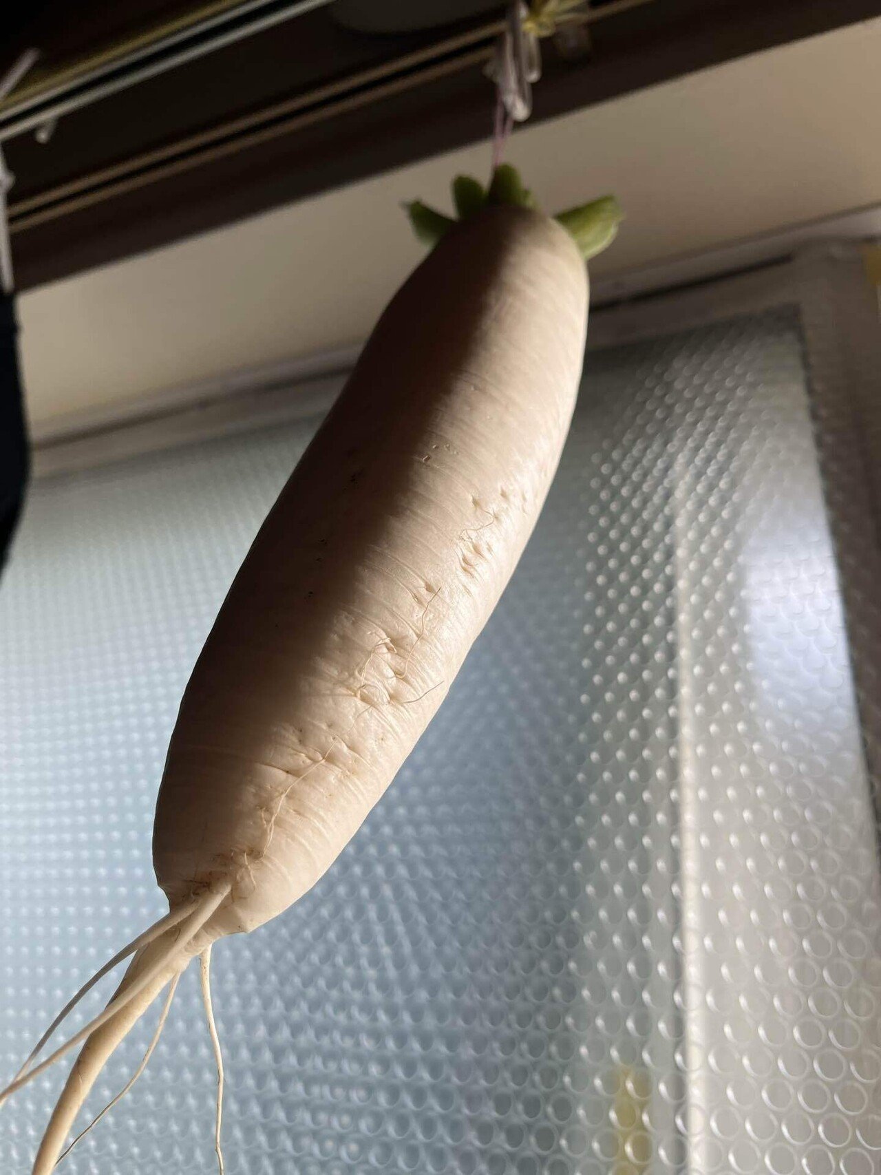 2025/12/07【大根】｜saku35@イラストレーター