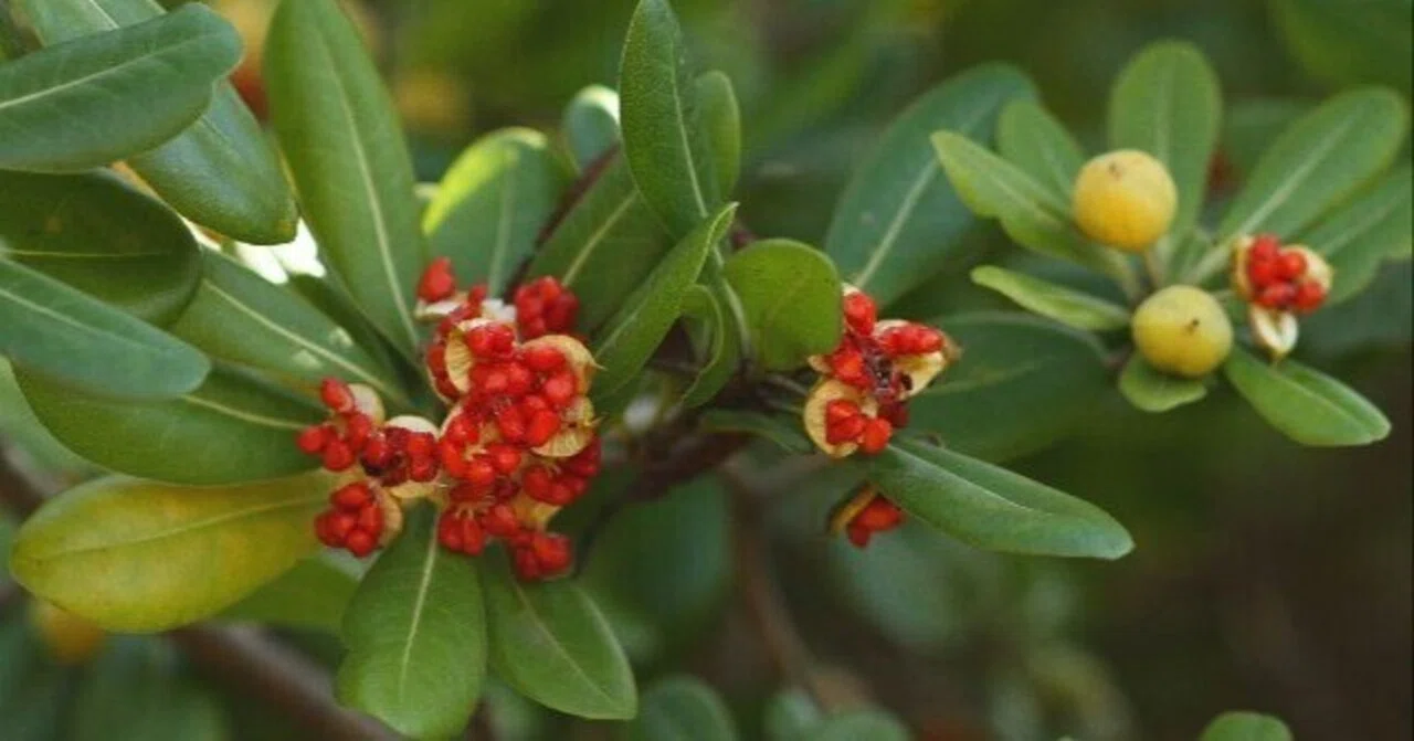 花便り＞トベラの実と残り紅葉｜清愁