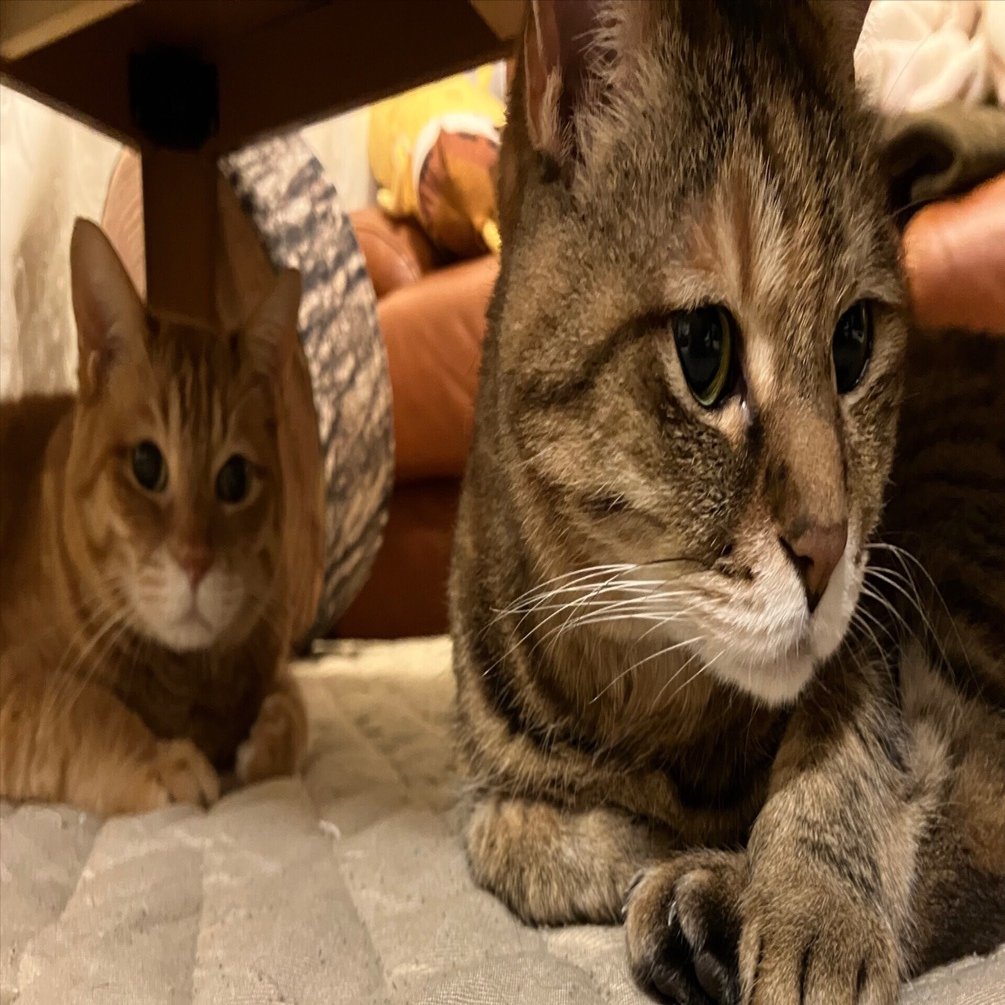 W.D.H】 猫だと思った話｜HIRASEN