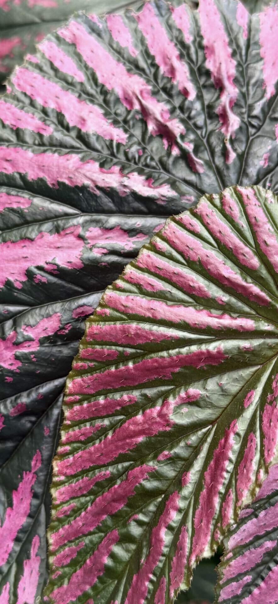 ベゴニア ブレビリモサ エキゾチカ ベゴニア界トップクラスと云われる