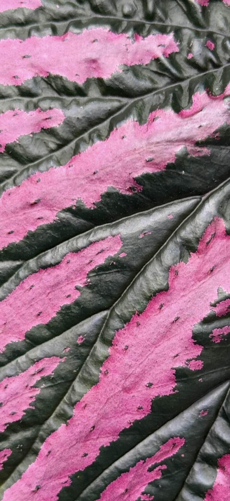 ベゴニア ブレビリモサ エキゾチカ ベゴニア界トップクラスと云われる