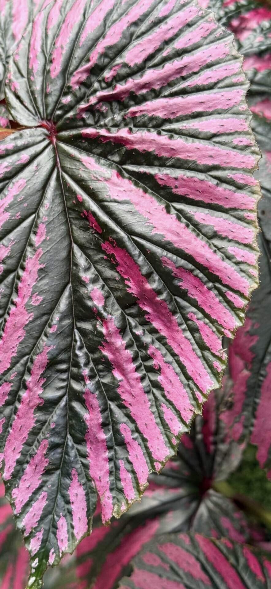 ベゴニア ブレビリモサ エキゾチカ ベゴニア界トップクラスと云われる