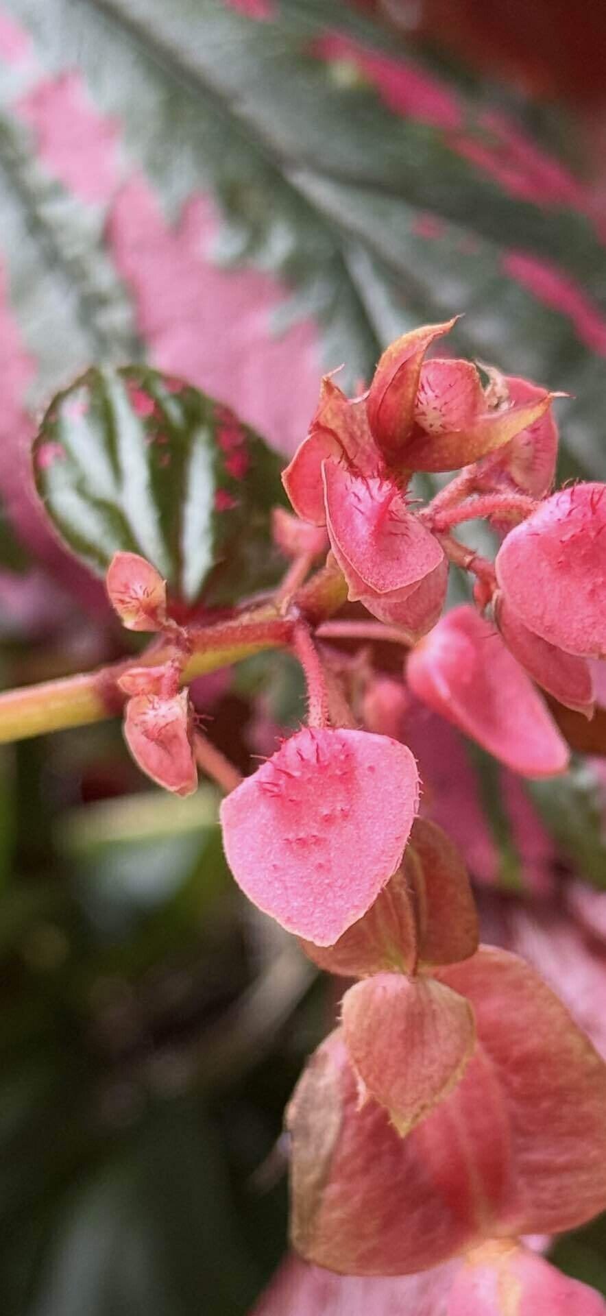 ベゴニア ブレビリモサ エキゾチカ ベゴニア界トップクラスと云われる