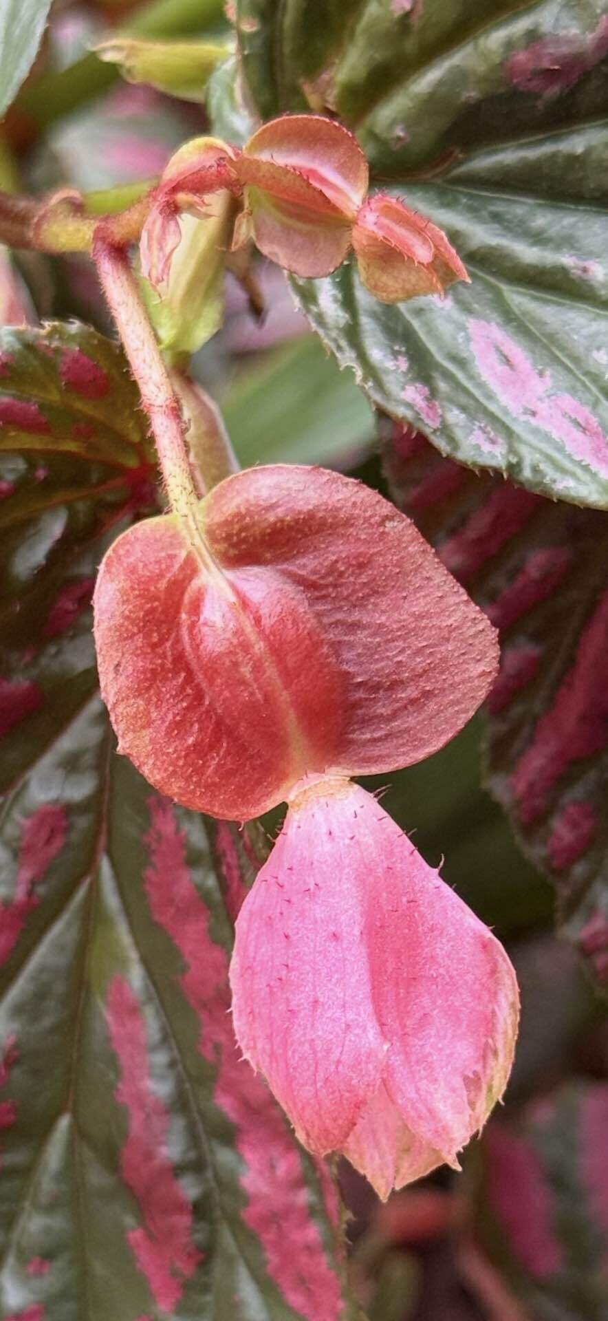 専用❣️Begonia ベゴニア ブレビリモーサ　エキゾチカ　ブレビリモサ 原種 専用❣️Begonia ベゴニア ブレビリモーサ エキゾチカ ブレビリモサ