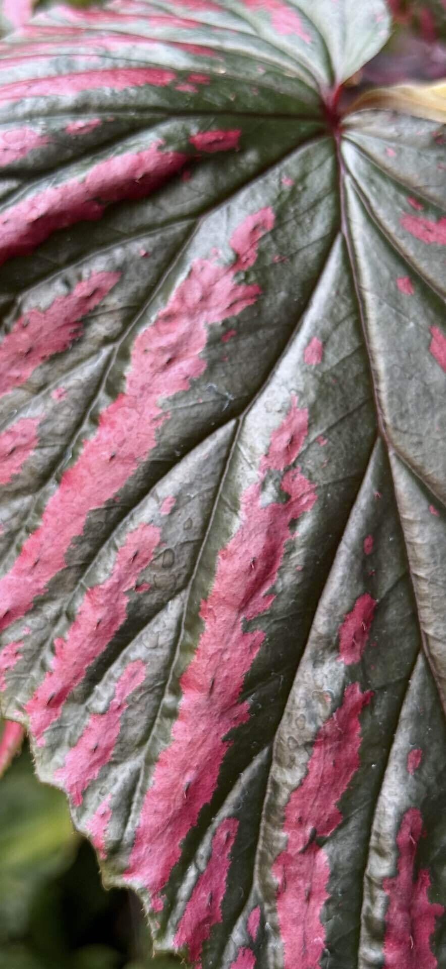 専用❣️Begonia ベゴニア ブレビリモーサ　エキゾチカ　ブレビリモサ 原種 専用❣️Begonia ベゴニア ブレビリモーサ エキゾチカ ブレビリモサ