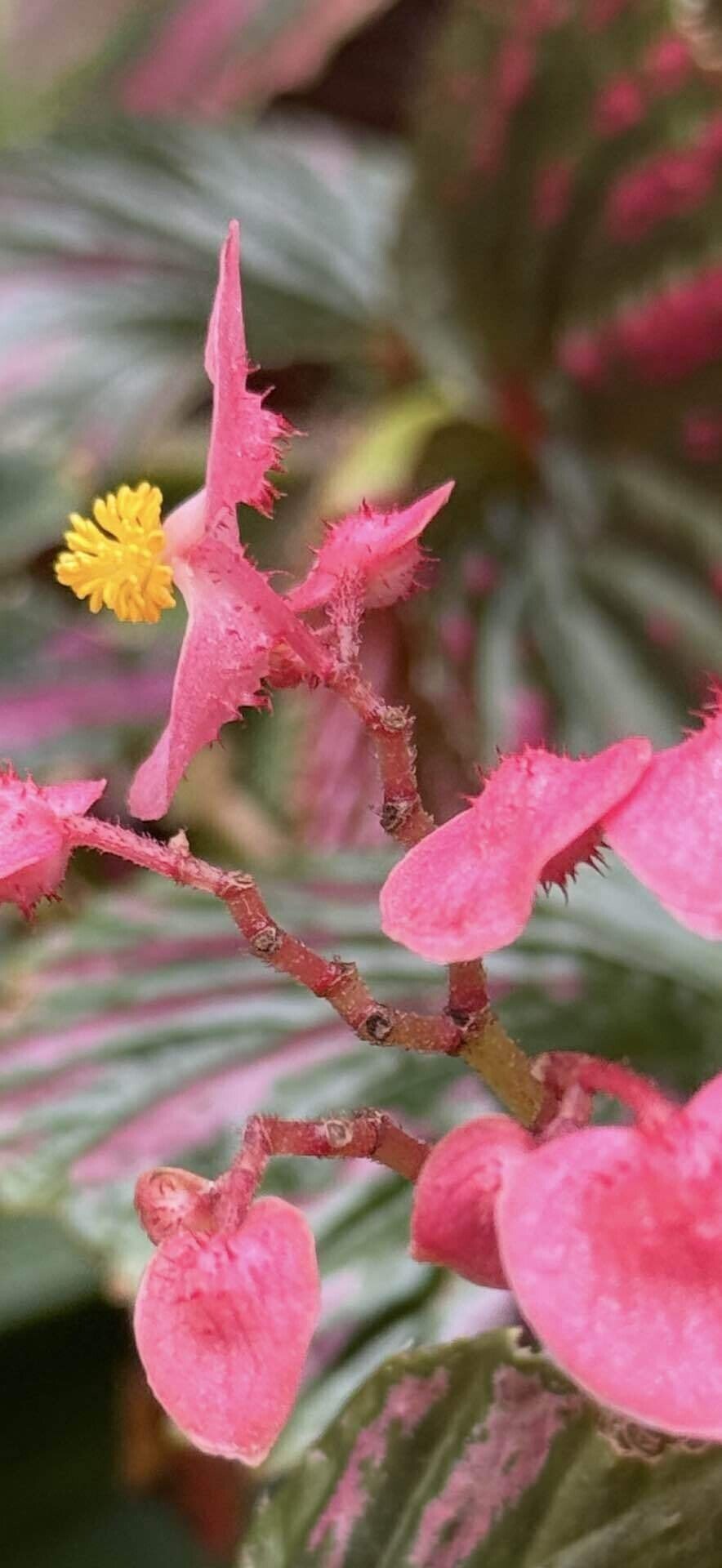 ベゴニア ブレビリモサ エキゾチカ ベゴニア界トップクラスと云われる ベゴニア ブレビリモサ エキゾチカ ベゴニア界トップクラスと云われる