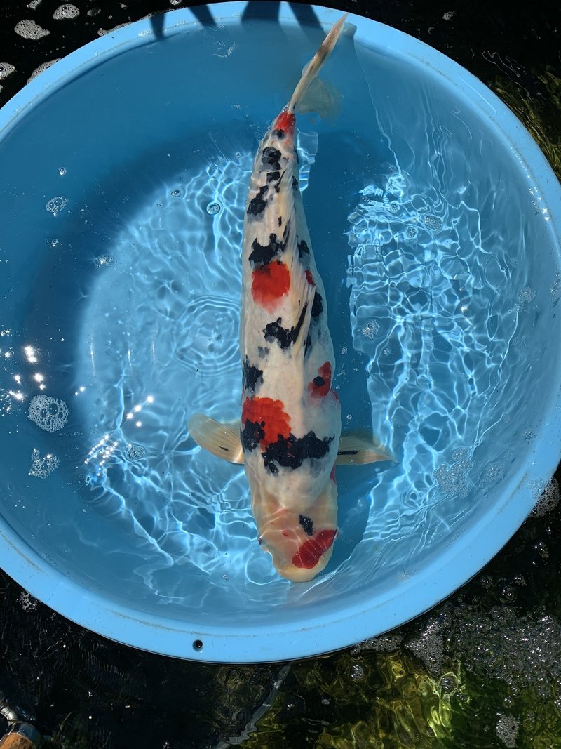 水とともに その1 水を飼う Toshio Koi Info Note