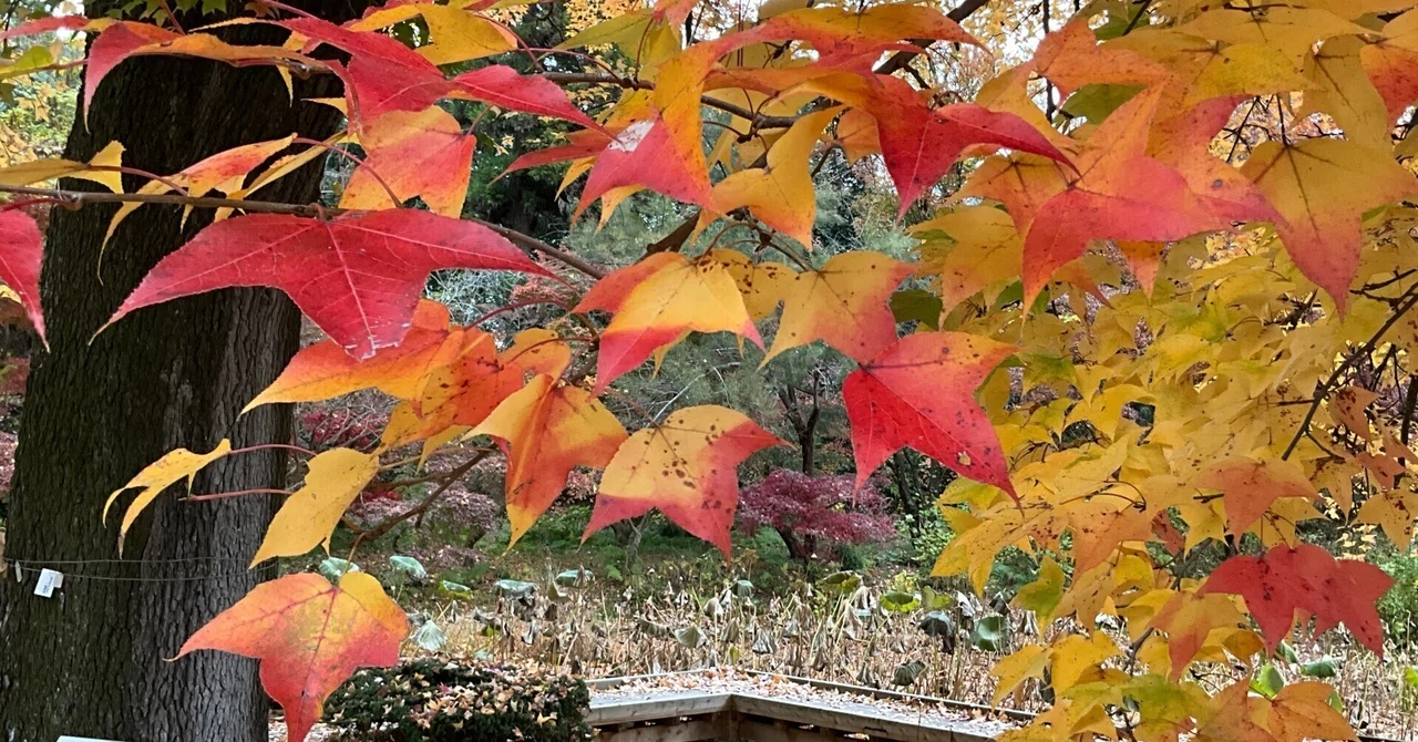 京都府立植物園の本格紅葉（11）：2025年12月8日（月）｜藤井秀昭