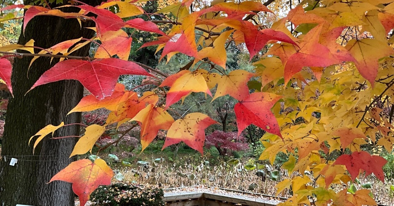 植物　紅葉 京都府立植物園の本格紅葉（12）：2025年12月11日（木）｜藤井秀昭