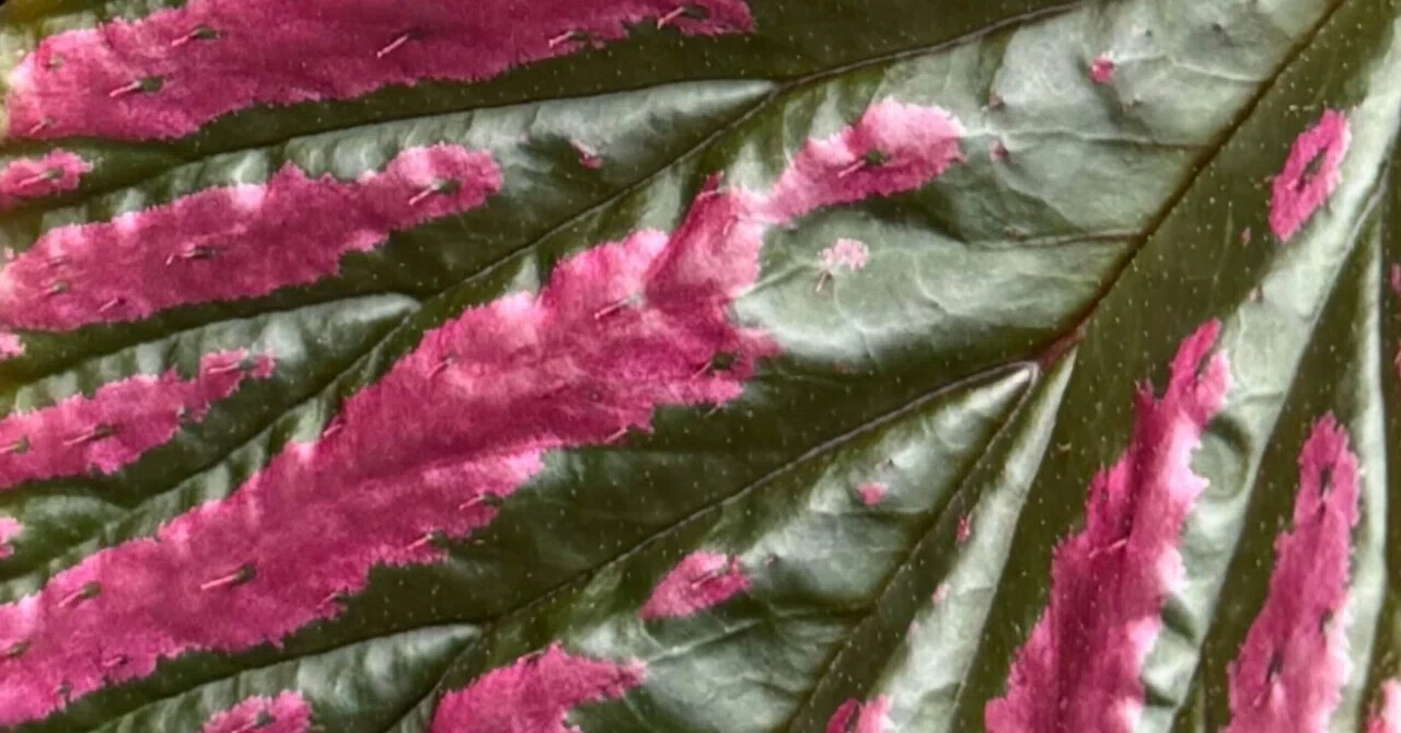 Begonia brevirimosa 'Exotica': The Power of a Top-Tier Design Leaf in ...