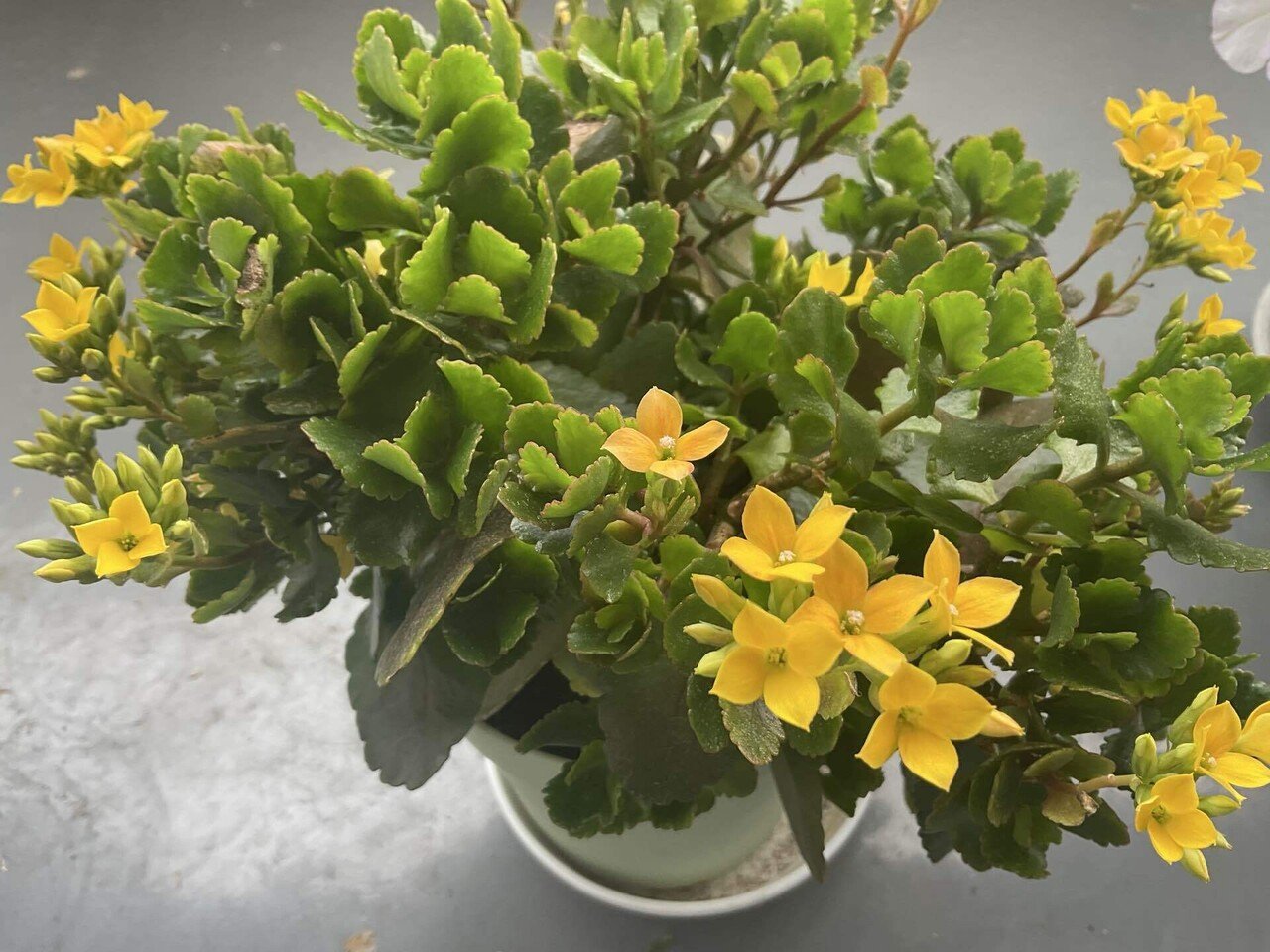 黄色い花のカランコエ🌼｜のんこ❣️