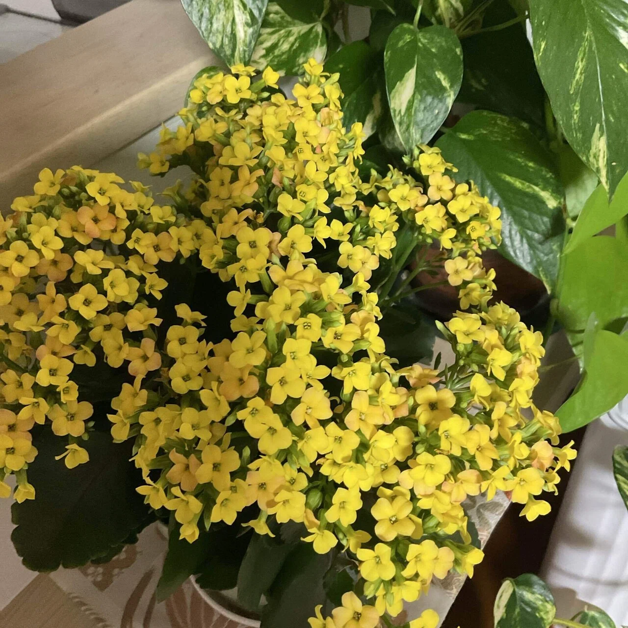 黄色い花のカランコエ🌼｜のんこ❣️