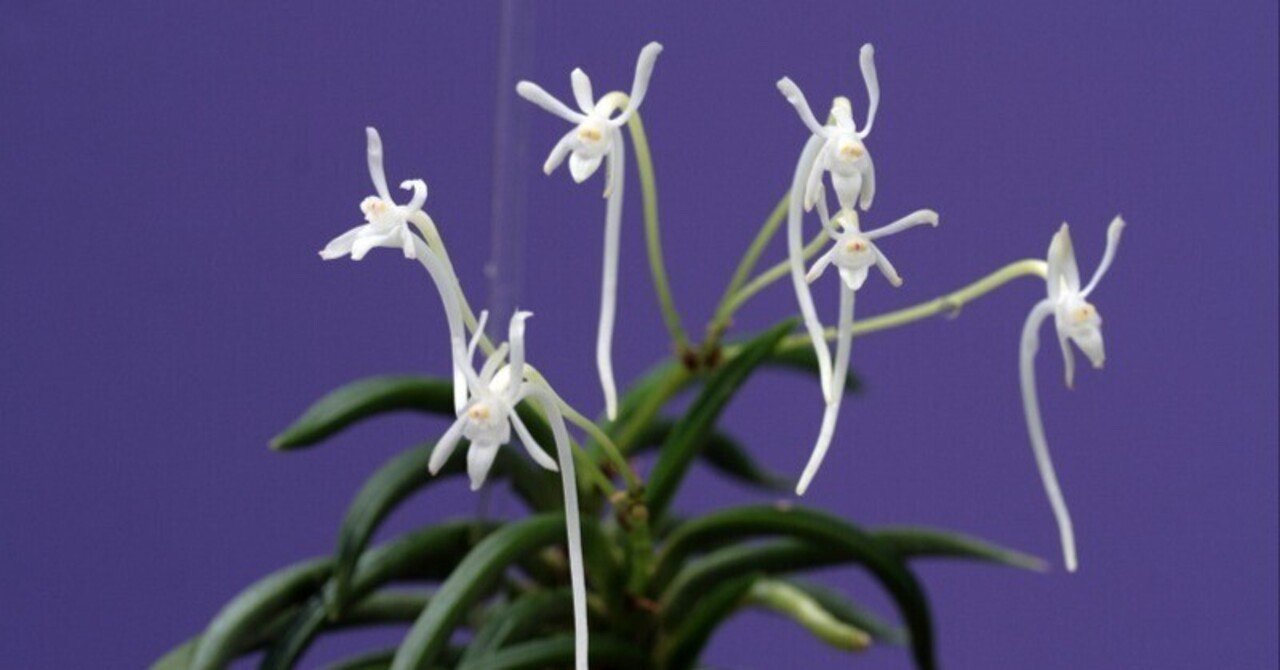 富貴蘭 海舟(唯一無二の天然種青軸青根の濃色緑