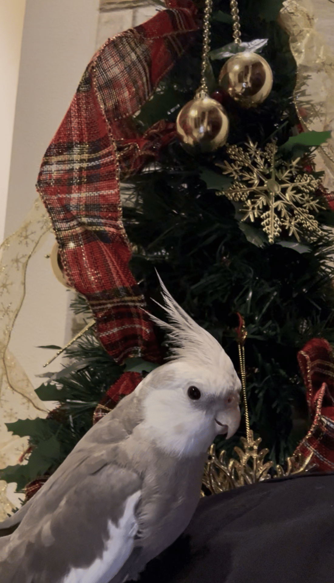 クリスマスが近づいてます🎄｜okamekochan