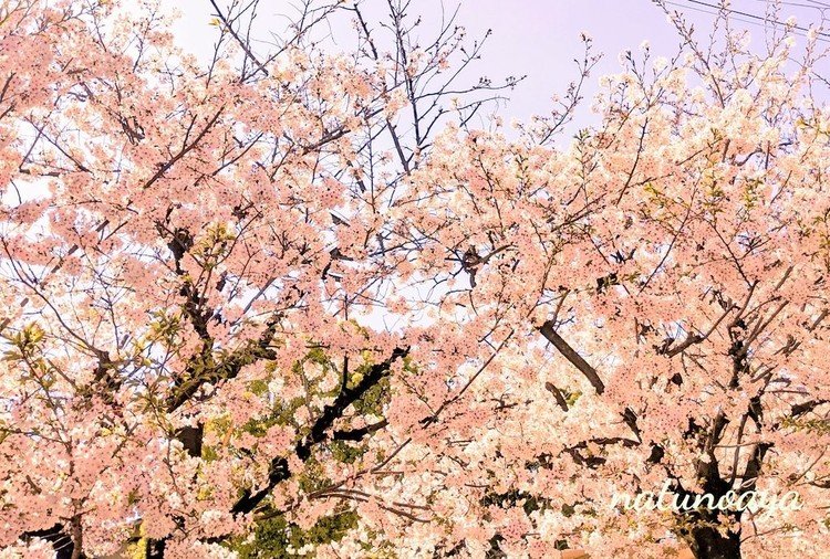 もう葉桜になりましたが満開の時に撮った桜