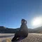 そこらへんの社会人はる