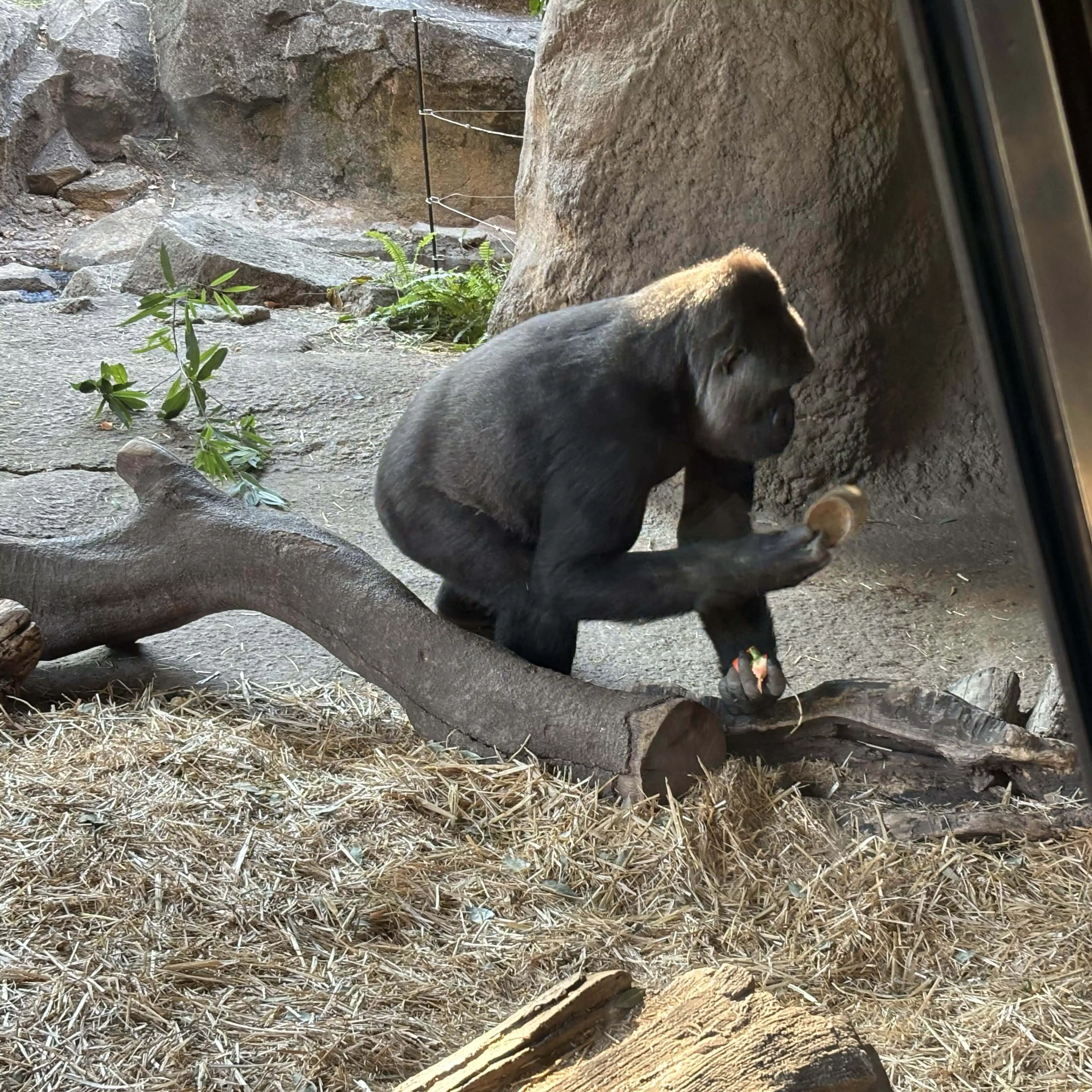 gorilla