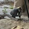 gorilla