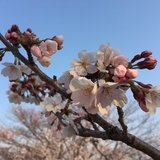 里桜（りおう）