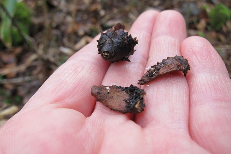 ちっちゃいキノコ ブナノシロヒナノチャワンタケ 大山ゲストハウス寿庵 Note