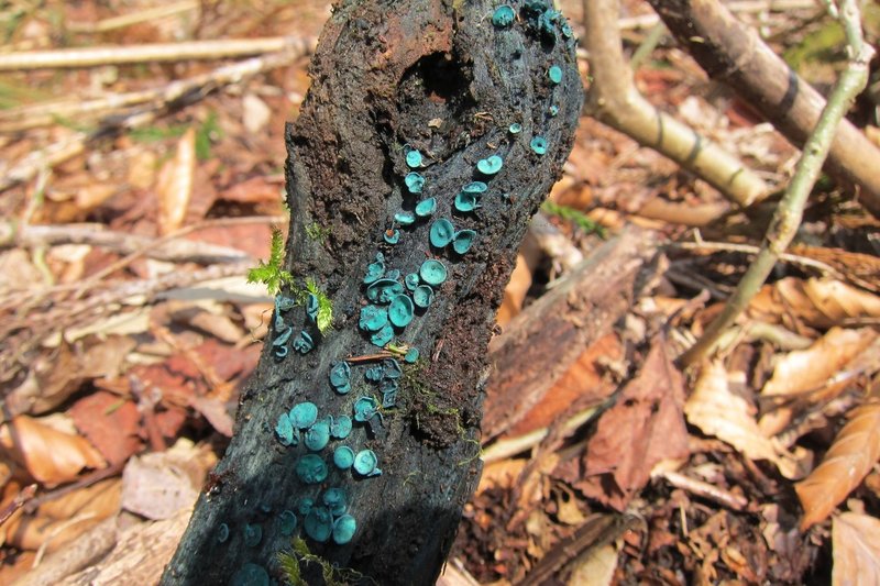 ちっちゃいキノコ ブナノシロヒナノチャワンタケ 大山ゲストハウス寿庵 Note