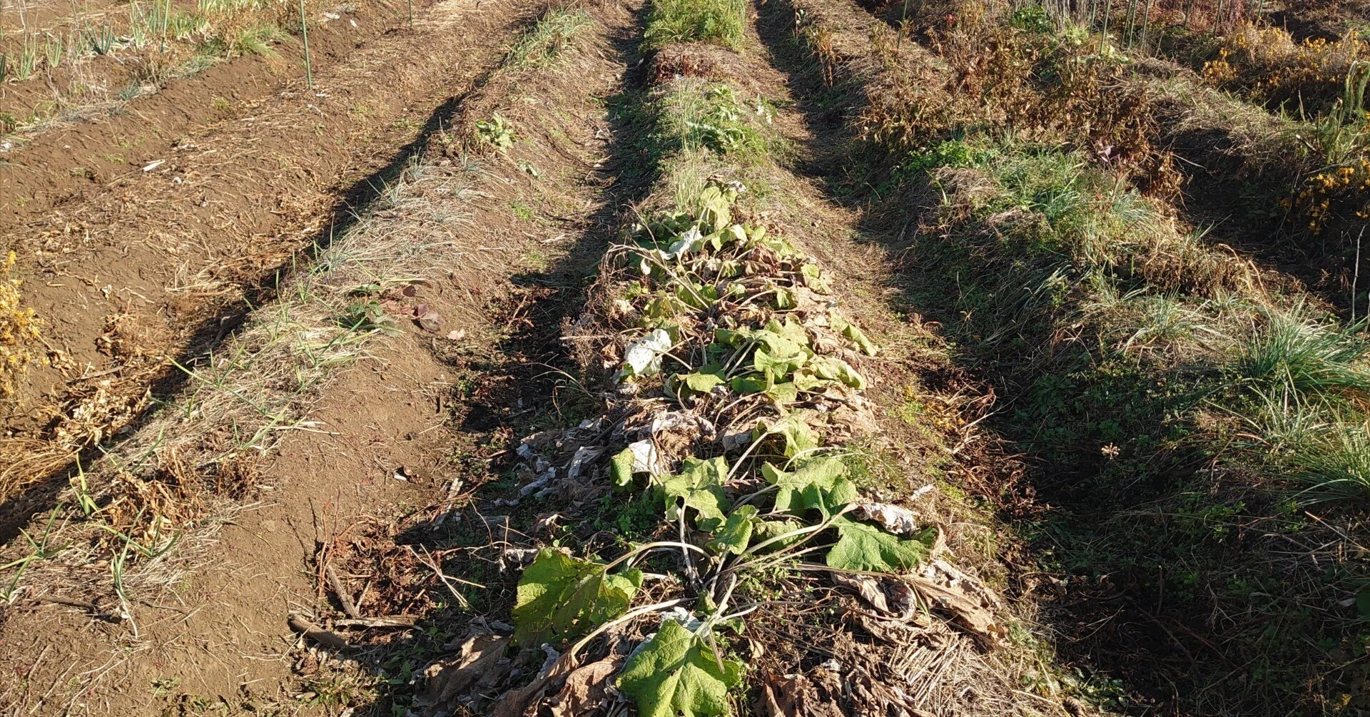 菊芋干し、野良仕事、飯能のカフェへ｜内野知樹