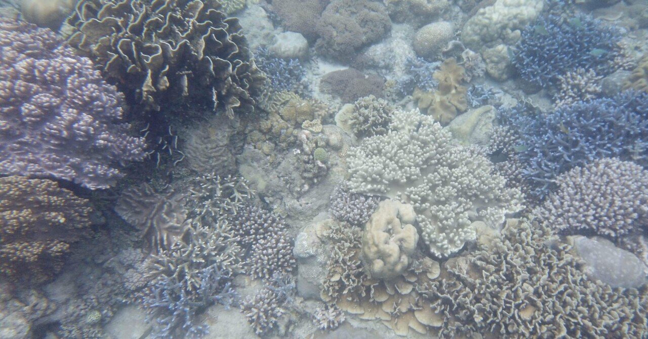 珊瑚 珊瑚の密集度が凄い！沖縄はサンゴの楽園や～（＾∀＾） | 沖縄