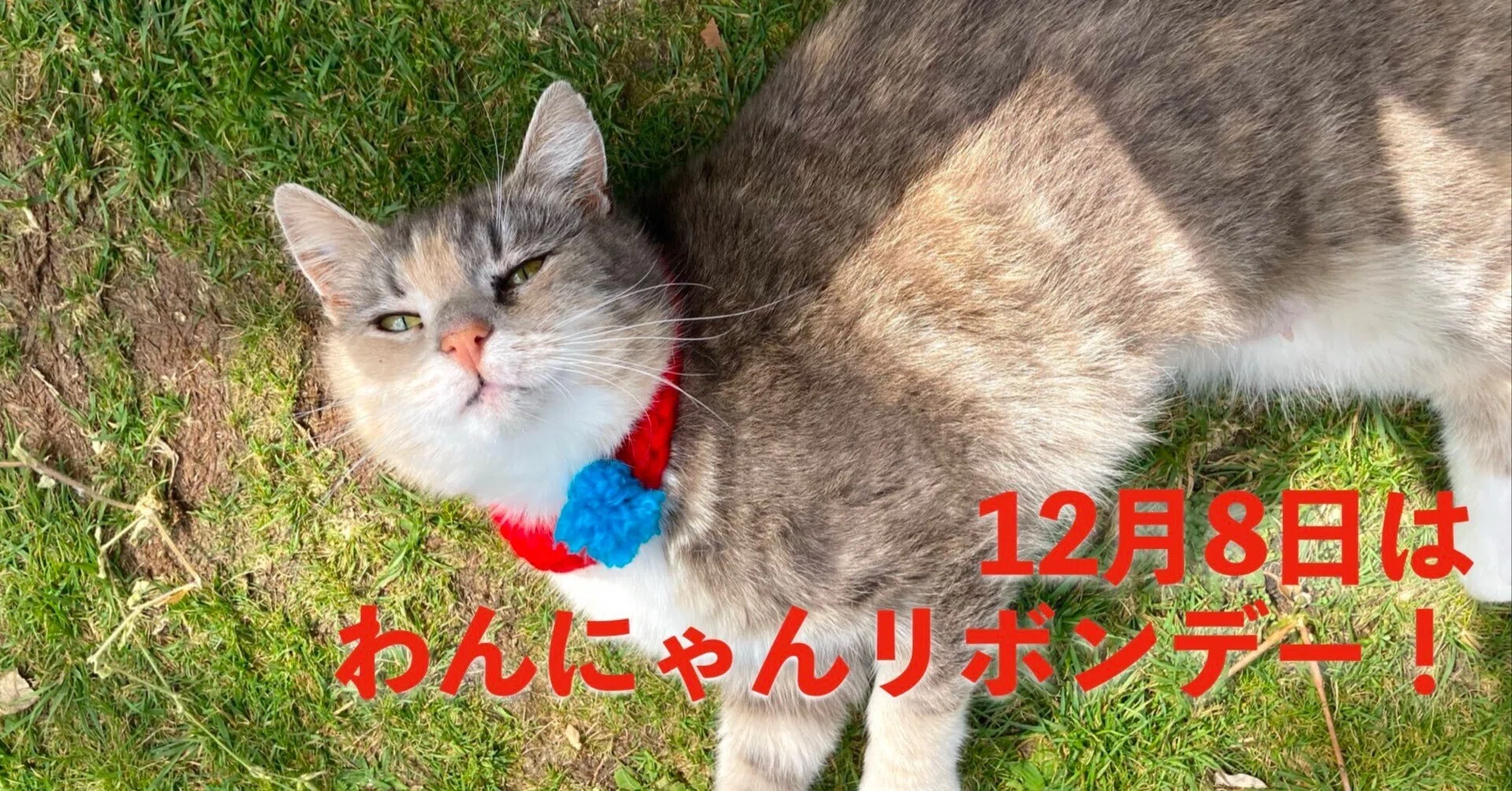 What is Wan-Nyan Ribbon Day? The meaning and origin of the