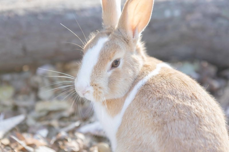 ゆっとりっぷ 大久野島 中井 和味 Kazumi Nakai Note