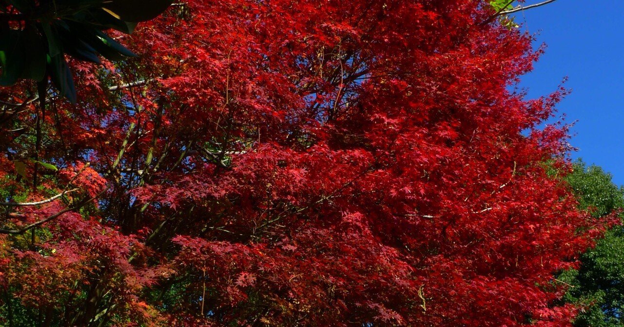 野村紅葉/A351 今年の紅葉写真いろいろ ＠福島・文知摺観音，三鷹市某所，丹波山村