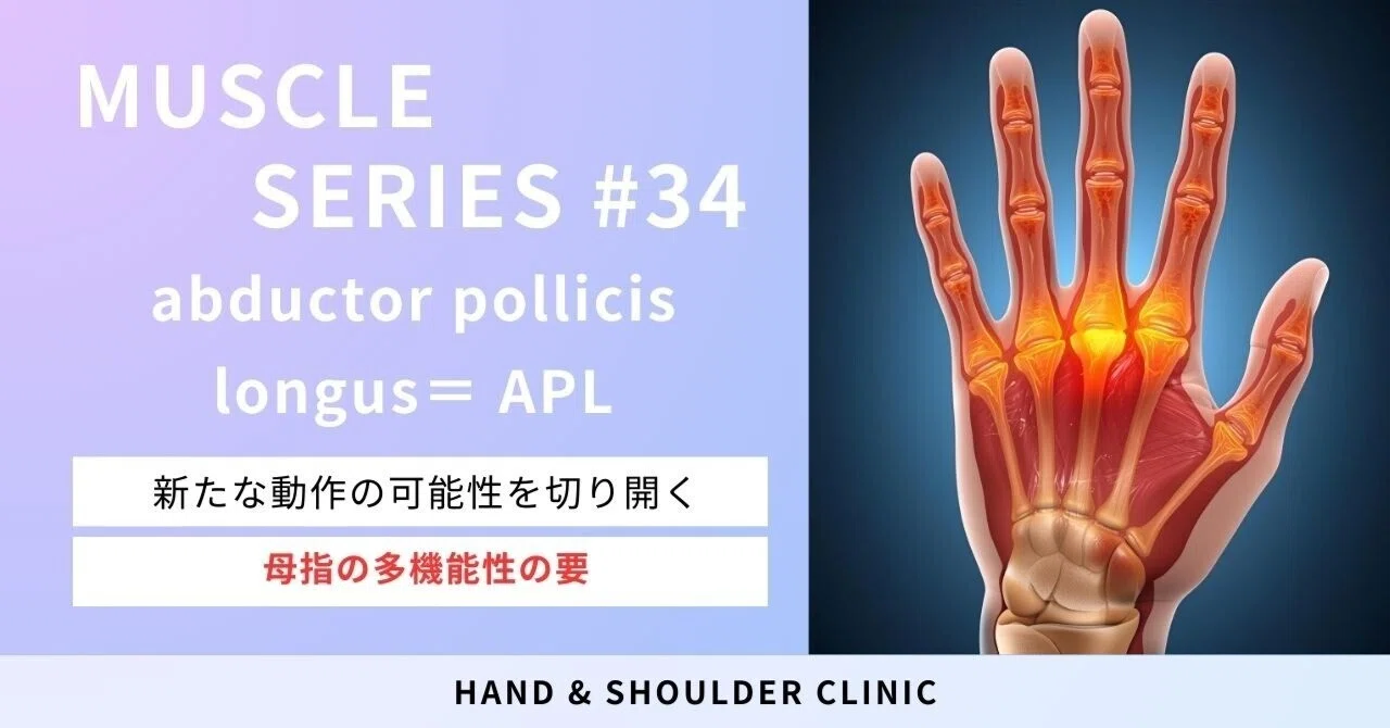 長母指外転筋の臨床解剖学 - 若手セラピストのための実践ガイド｜Shu Re:habilitation