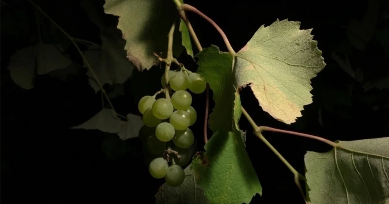 覚醒／Grapevine 読むバイン vol.3｜和田東雲