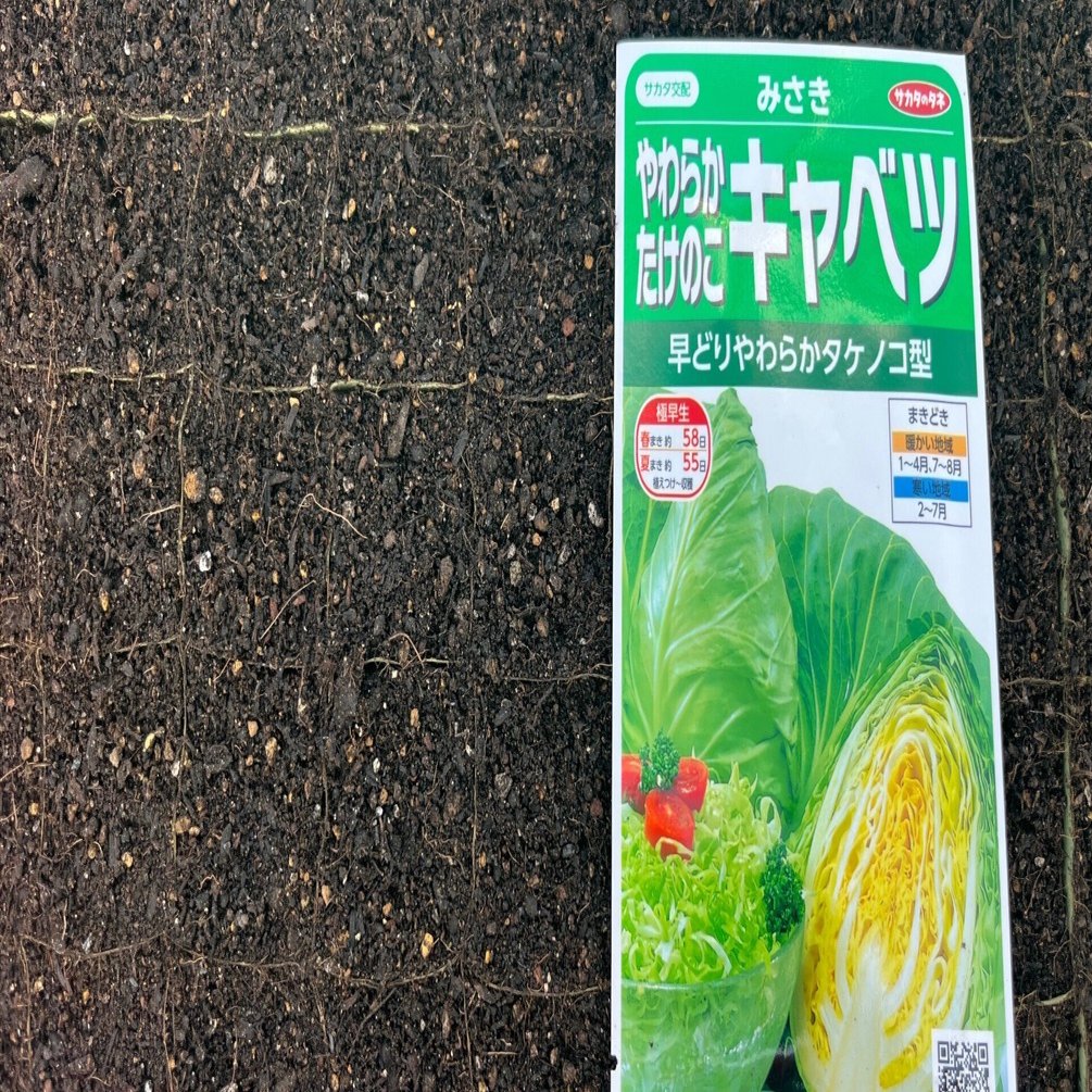 春キャベツ（みさき）の種まき〜美味タス、チマサンチュの定植~25/12