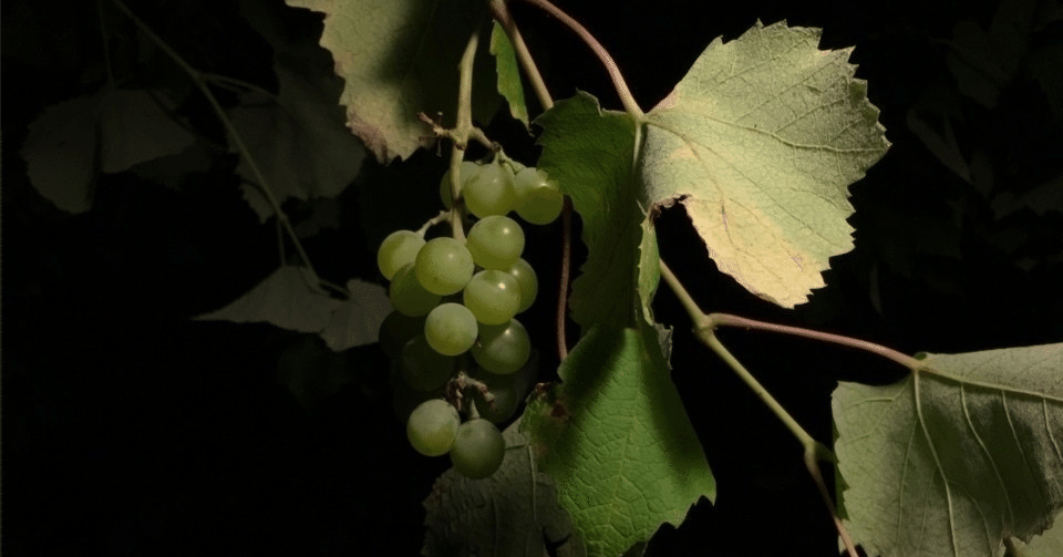 Ballgag/Grapevine #読むバイン vol.32｜和田東雲