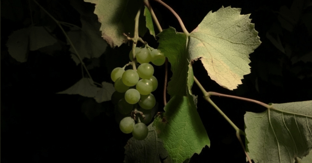 GRAPEVINEファンクラブ会報　vol.4〜16、18〜30、32〜47 WEST. ファンクラブ会報 Vol.36〜39 計4冊 まとめ売り - メルカリ