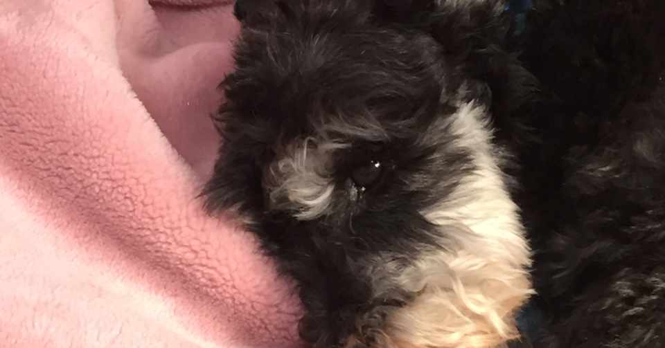 大型犬と小型犬犬を飼うというか犬と一緒に暮らすという事が人間にとって大切なことなんだろ 生き物と一緒と一緒にいるという事が大切でしょうね 犬 も生きていて感情もある生き物 何も話さなくても分かり ハリー Note