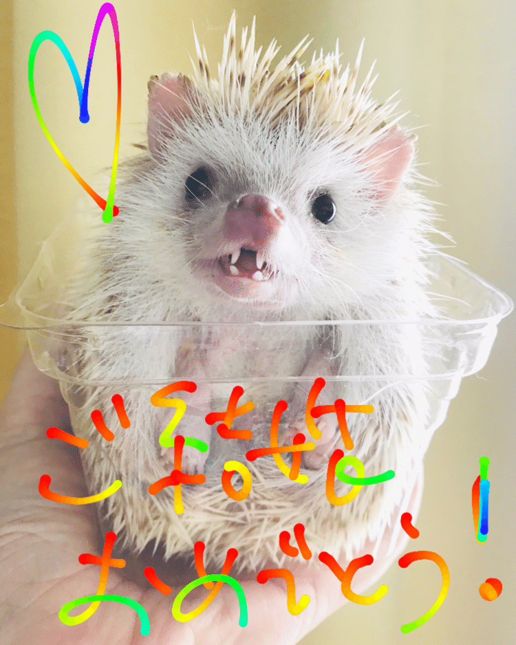 やっぱりラテが ハリネズミが 好き Rapilatte Note